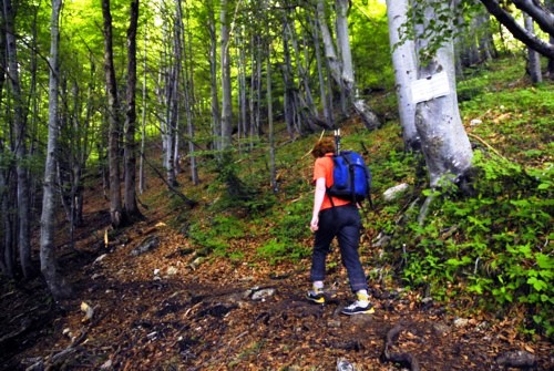 Vom Ort Walchensee am Walchensee auf den Herzogstand