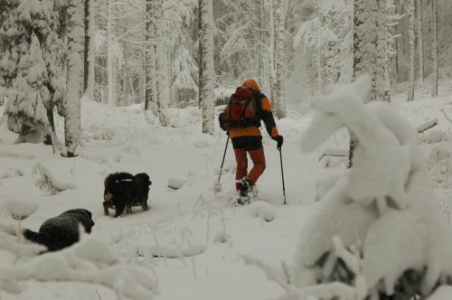 Schneeschuhwanderungen in der Umgebung von Kirchzarten