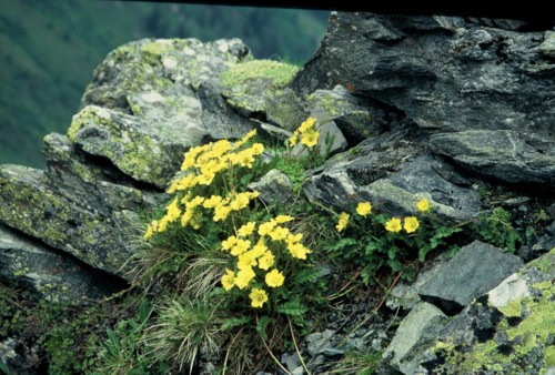Frühsommer-Impressionen 