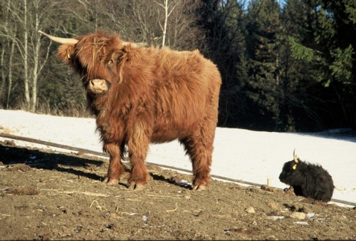 schottische Hochland-Rinder am Seppila-Hof 