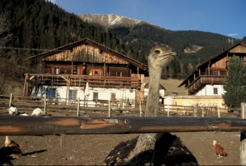 Gastwirt Sepp Holzer hält auch Strausse unter'm Rudlhorn (2448 m) 