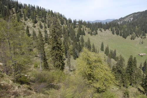 Benediktenwand | Staffelalm | Kochel
