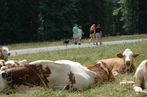 Weg von Arzbach durch das Längental