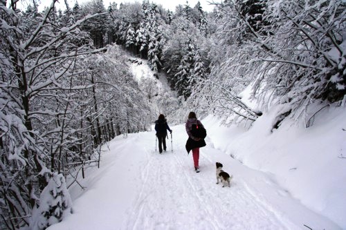 Lenggrieser H&uuml;tte | Hohenburg | Hirschtalsattel