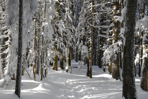 Winterwanderung von Schliersee (780m) &uuml;ber Gindelalm (1242m) nach Tegernsee (735 m)