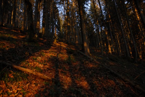 R&uuml;ckweg von der Seekarspitze nach Fleck durch den lichtdurchfluteten Wald