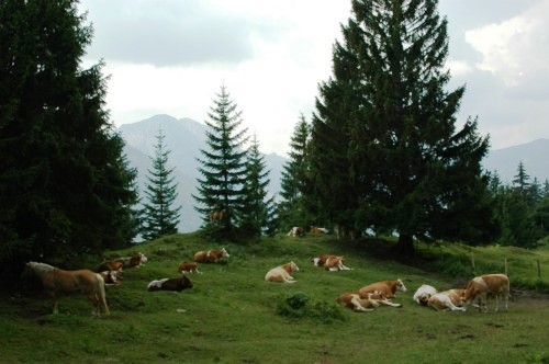 Weg von Osterhofen zum Wendelsteinhaus, hier bereits nach der Siegelalm