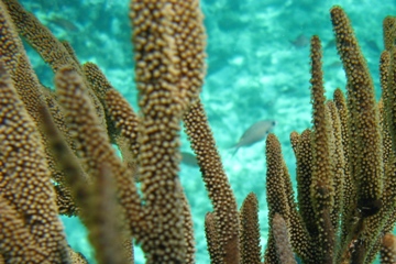 Schnorcheln auf Curaao