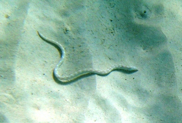 Schnorcheln auf Curaao