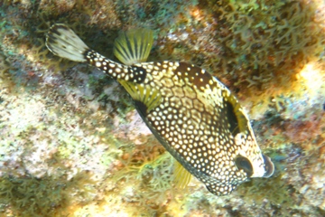 Schnorcheln auf Curaao