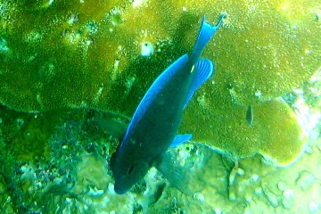 Schnorcheln auf Curaao