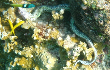 Schnorcheln auf Curaao