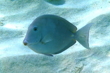 Schnorcheln auf Curaao