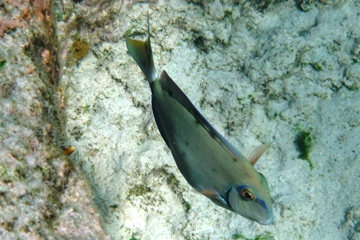 Schnorcheln auf Curaao