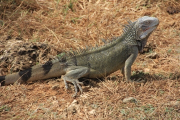 Curaao | Leguan