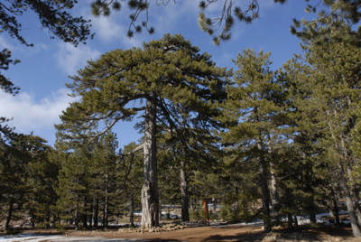 ueber 500 Jahre alte Pinie