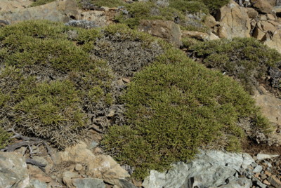 M&ouml;rdermoos, Zypern, Mount Olympos