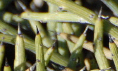 M&ouml;rdermoos, Mount Olympos, Zypern