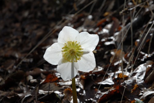 Gardasee | Ledrosee | Pur | Passo Nota