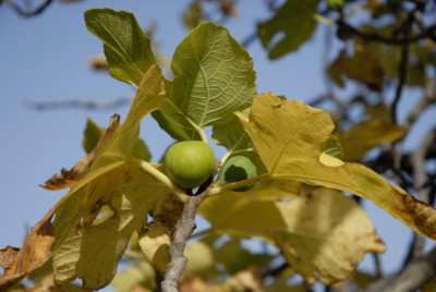 Gardasee | Muslone | Boldis | Piovere