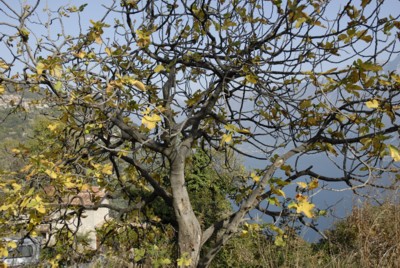 Gardasee | Muslone | Boldis | Piovere