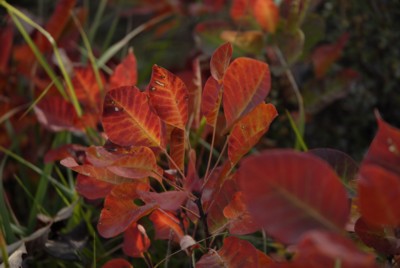 Gardasee | Muslone | Boldis | Piovere