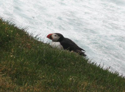 Papageientaucher an der Westküste von Island