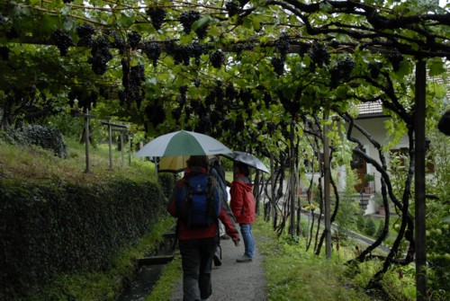 Auf dem Algunder Waalweg von Algund nach Meran