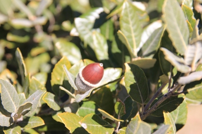 Wanderungen im Naturpark Etna - sdwestlicher Teil