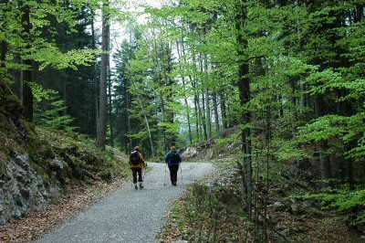 Breiter Forstweg zwischen Hintersteiner See und Walleralm