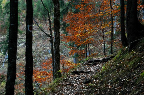 Weg von Pertisau zum Zwölferkopf