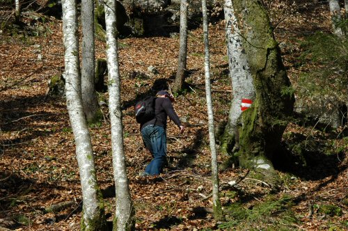 Von Lofer über Bräugföllalm zum Alpengasthof Schönblick