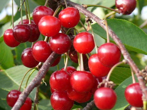 Streuobstwiesen auf dem Weg von Filsen nach Kestert