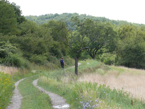 Der Rheinsteig von Kestert nach St. Goarshausen
