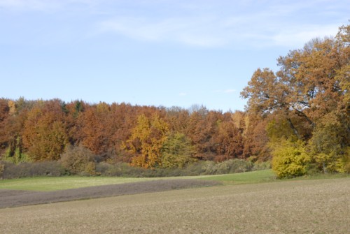 Forstenrieder Park | Wrm | Gauting | Herbstwanderung