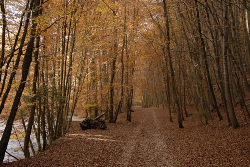 Forstenrieder Park | Wrm | Gauting | Herbstwanderung