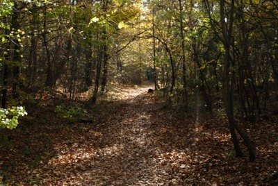 Mnchner Wandergebiete | Osterseen | Rundwanderung