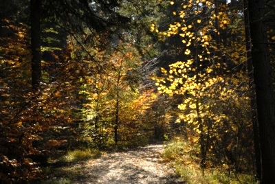 Mnchner Wandergebiete | Osterseen | Rundwanderung