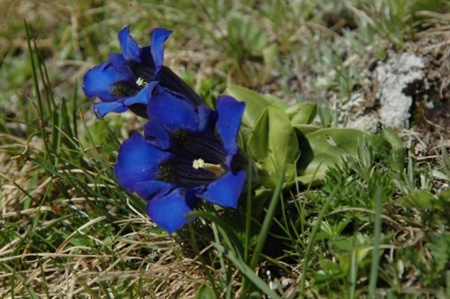 Das Oberinntal, vom Hohenzollernhaus zum Wildnörderer