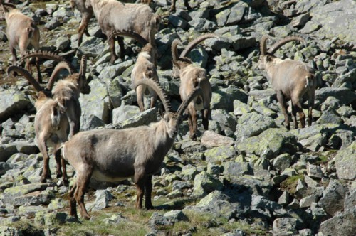 Das Oberinntal, vom Hohenzollernhaus zum Wildnörderer