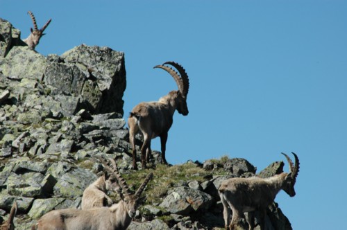 Das Oberinntal, vom Hohenzollernhaus zum Wildnörderer