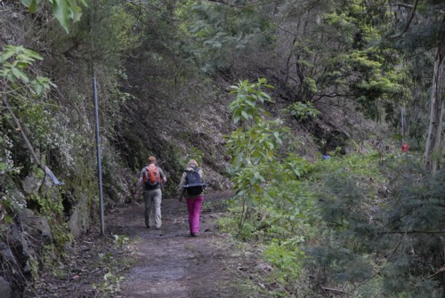 Portugal | Madeira | Liebesblumenlevada | Monte | Camacha