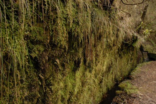 Portugal | Madeira | Rabacal | Risco