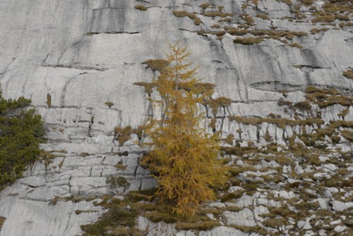 karger Lerchenbaum im Herbstgewand in den Dolomiten