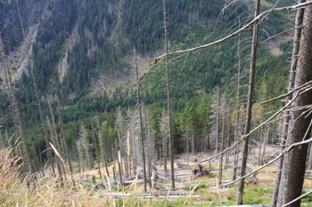 Schneekoppe | Riesengebirge