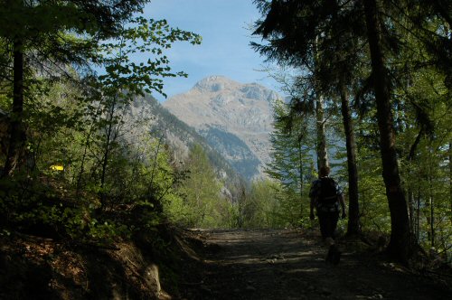 anfänglicher Forstweg zur Astenau mit Blick in das Rofangebirge