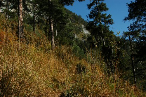 Schmaler Pfad über die süd-östlichen Steilhänge von Münster zur Bayreuther Hütte
