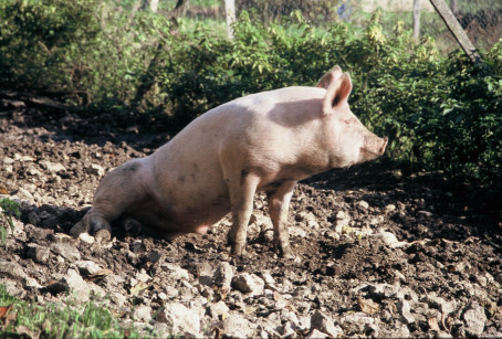 So ein Leben m&uuml;&szlig;te man haben!