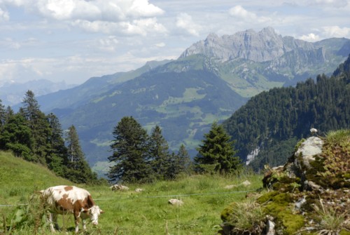Niederurnen | Morgenholz | Hirzli