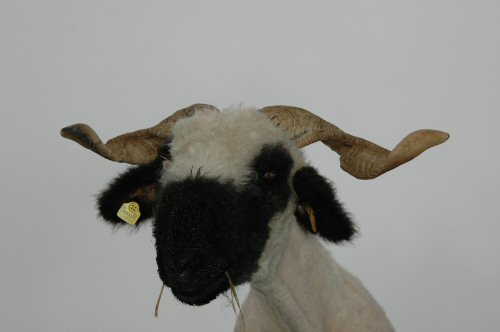 Schwarz-wei&szlig; gefleckte Schafe im Oberwallis